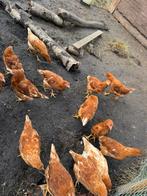 Bruine legkippen, Dieren en Toebehoren, Pluimvee