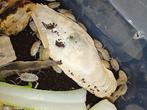 Porcellio laevis white, Animaux & Accessoires, Autres espèces