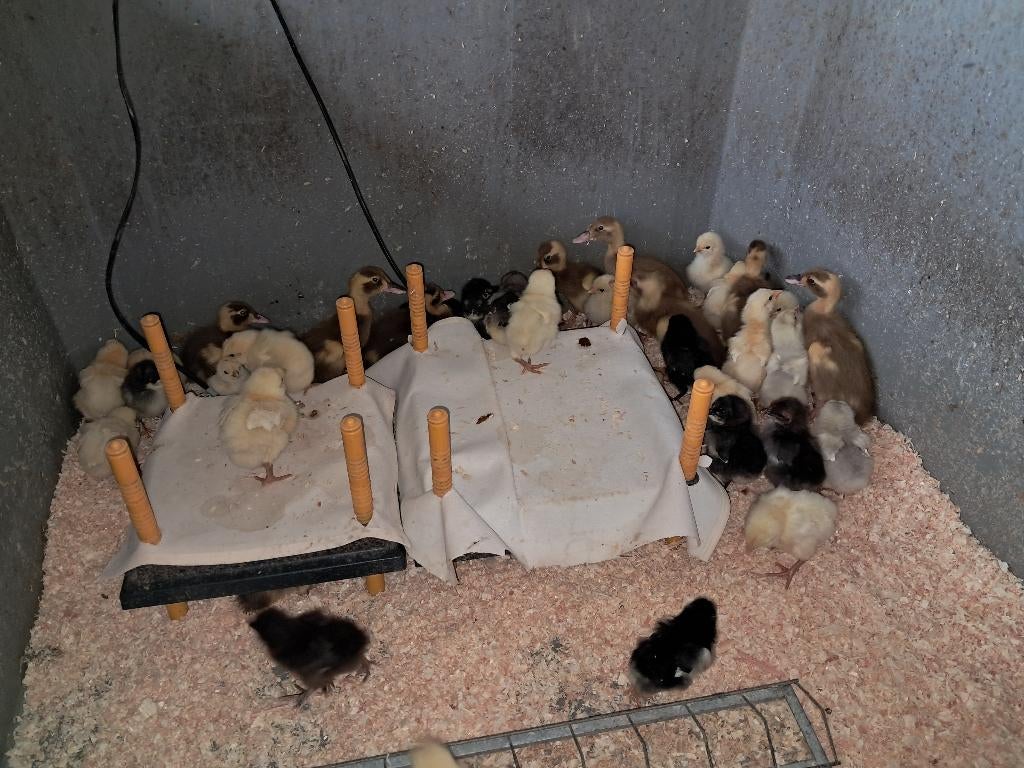 Poule de bresse kuikens, Geslacht onbekend, Kip