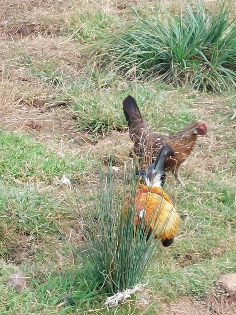 Koppel hollandse krielen, Poule ou poulet