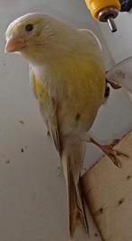 kleur kanarie, Dieren en Toebehoren, Meerdere dieren, Kleurkanarie