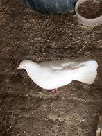 pauwstaart, Mâle, Autres espèces