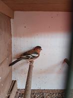 Vink, Dieren en Toebehoren, Ophalen, Nieuw