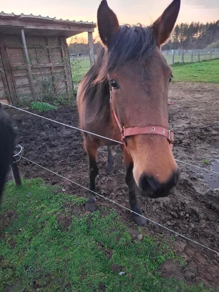 Te koop, Dieren en Toebehoren, Merrie