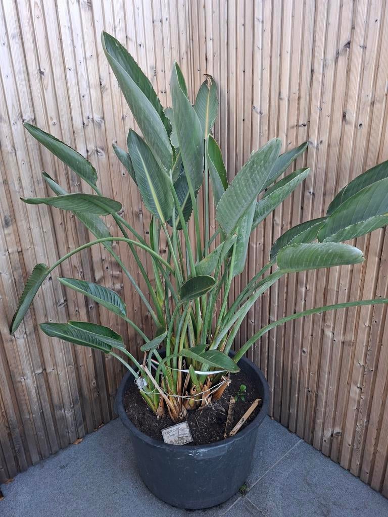 Sterlitza plant groot met kuip, Tuin en Terras, Planten | Tuinplanten, Ophalen