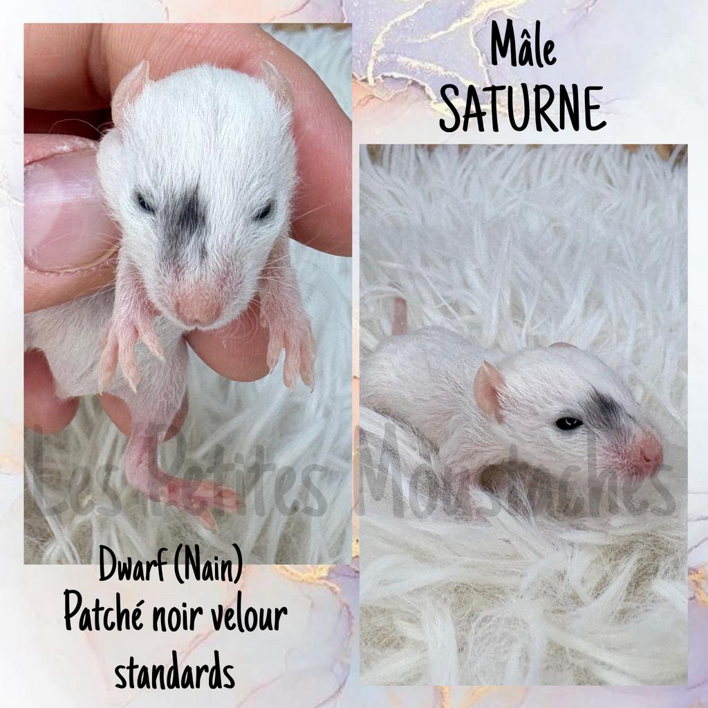 Dwergwasberen, fluweel, dombo, Dieren en Toebehoren, Ophalen