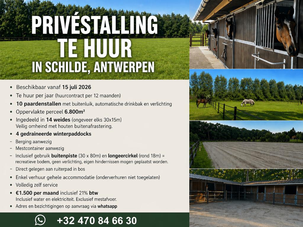 weide en 10 stallen te huur schilde, Weidegang, 4 paarden of pony's of meer