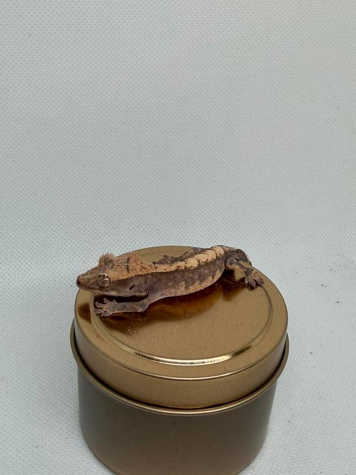 Harlequin wimpergekko, Dieren en Toebehoren, Reptielen en Amfibieën