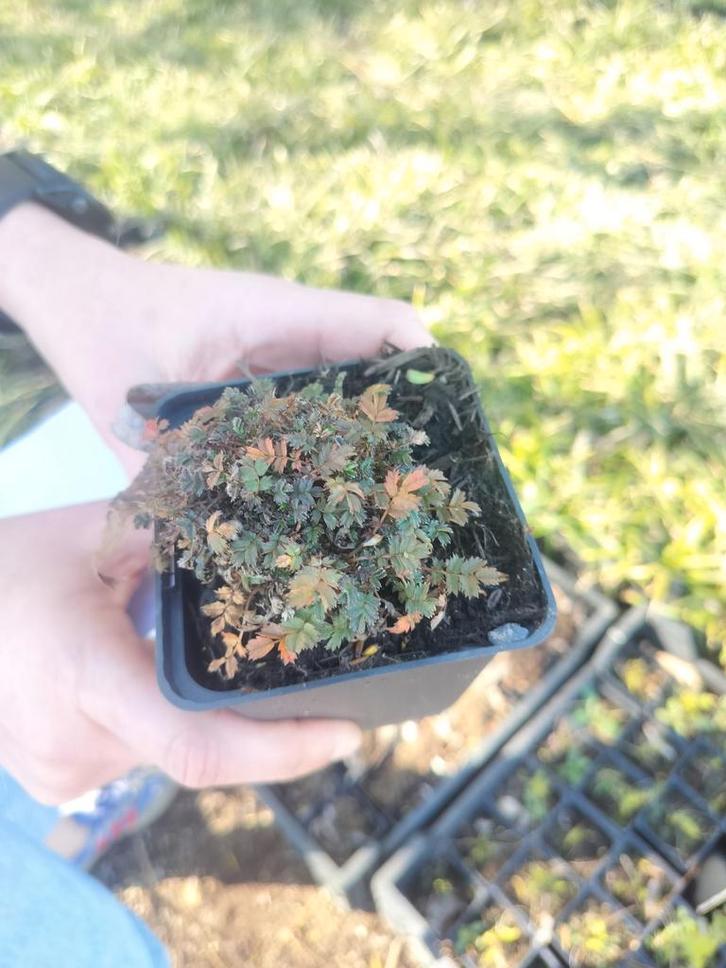 Stekelnootje
Acaena microphylla 'Kupferteppich', Tuin en Terras, Planten | Tuinplanten, Vaste plant, Bodembedekkers, Ophalen of Verzenden