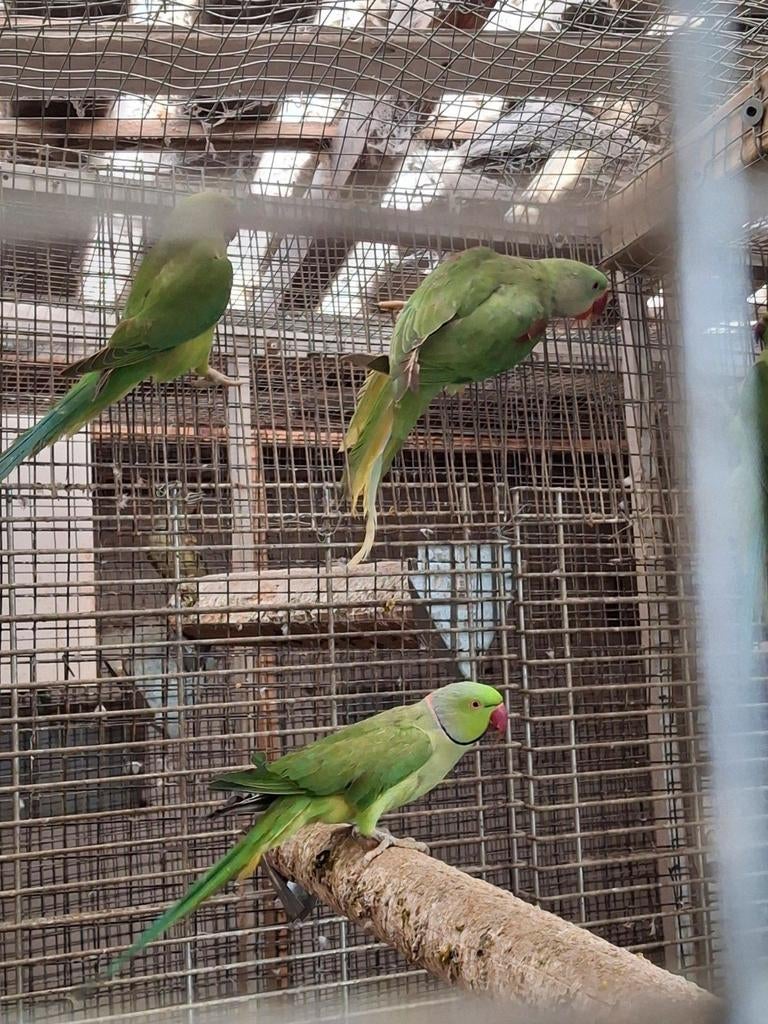 une perruche à collier mâle mature, Animaux & Accessoires