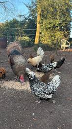 PROMO: 25 padua kriel broedeieren, Dieren en Toebehoren, Pluimvee