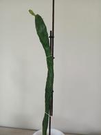 Gezonde schijfcactus, 50 cm groot, Huis en Inrichting, Kamerplanten, Ophalen, Cactus, Minder dan 100 cm