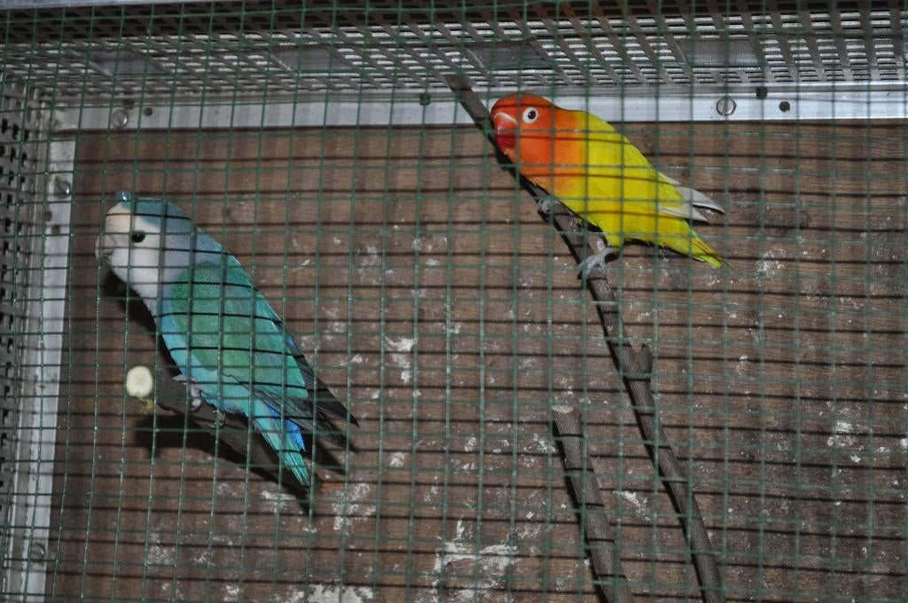 2 stuks agapornissen man en pop, Plusieurs animaux, Perroquet nain ou Inséparable