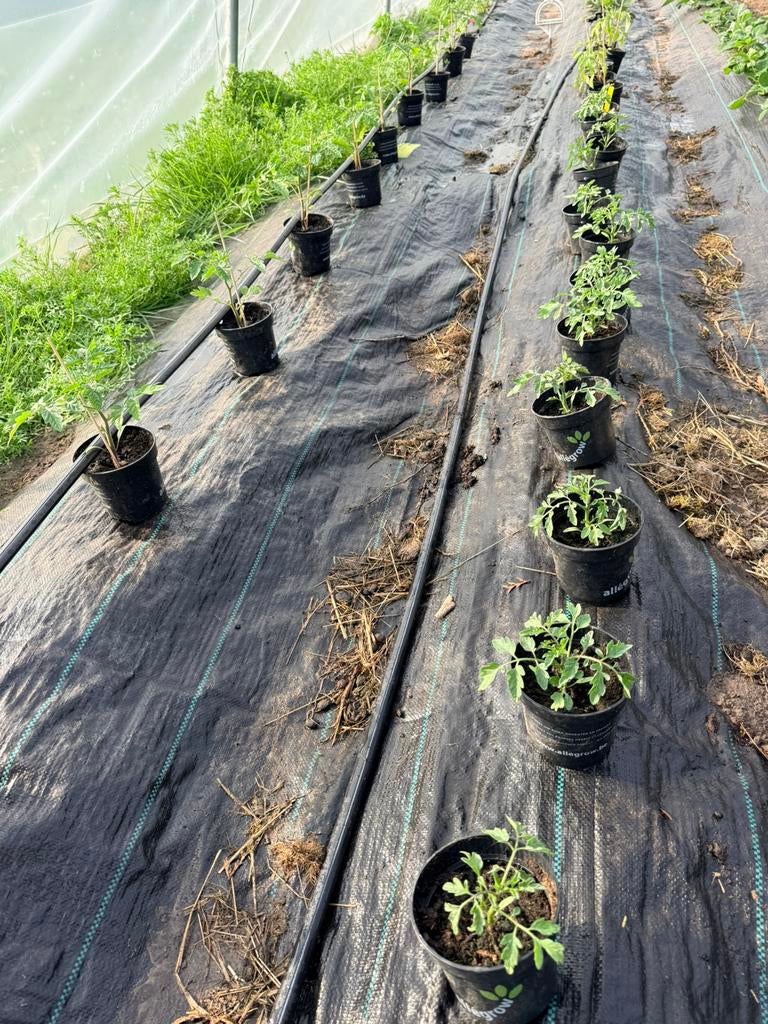 Stekjes tomaat allerlei, Ophalen