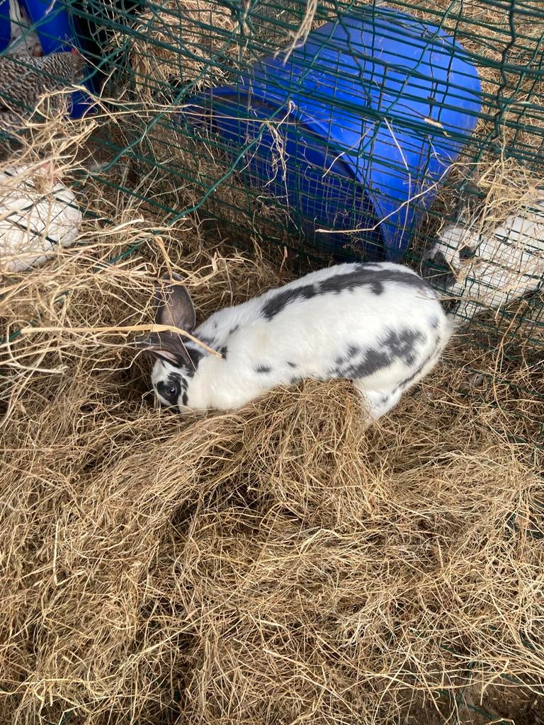 Vlaamse reus, Dieren en Toebehoren, Konijnen