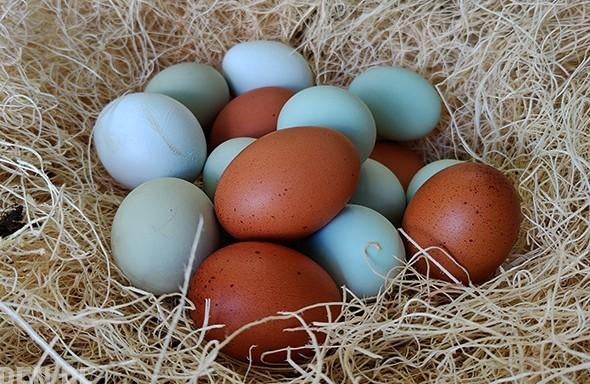 Kleurleggers Marans, Cream Legbar, Araucana en Eurocana, Kip