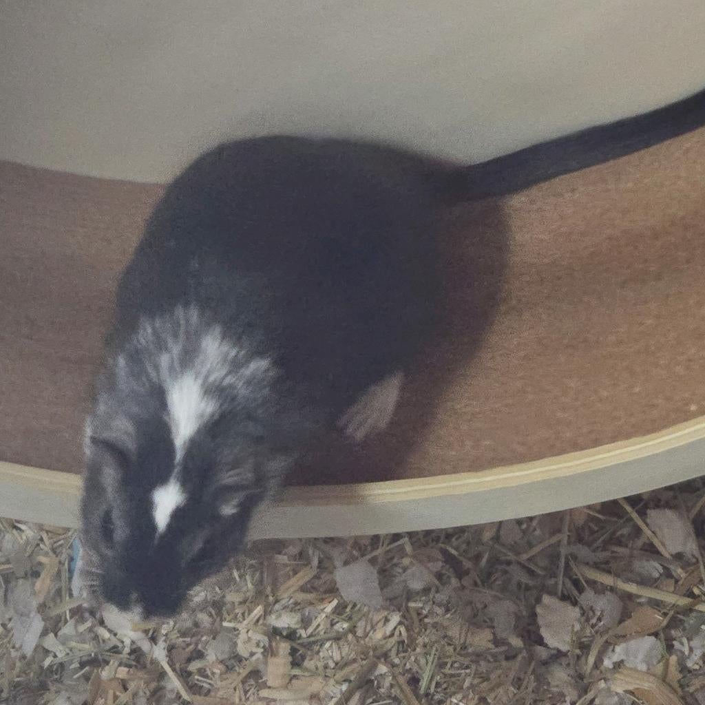 Twee gerbil mannetjes, Animaux & Accessoires, Rongeurs, Février, Mâle, Autres types