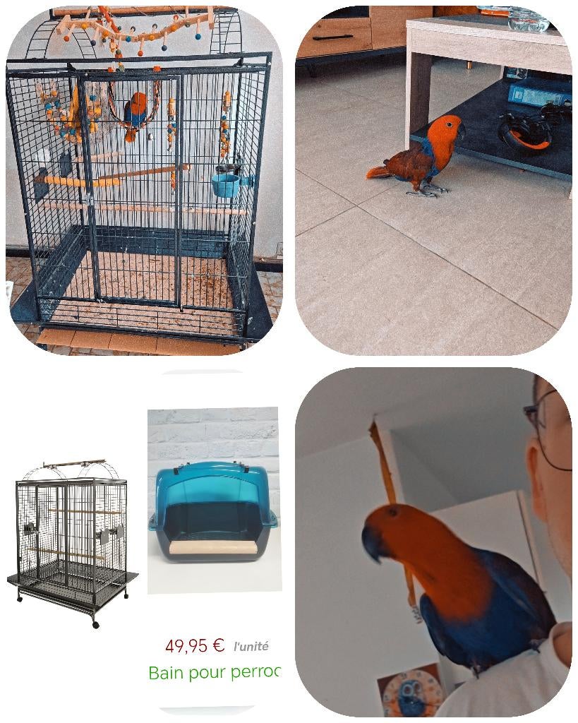 perroquet, Enlèvement, Comme neuf, Cage à oiseaux