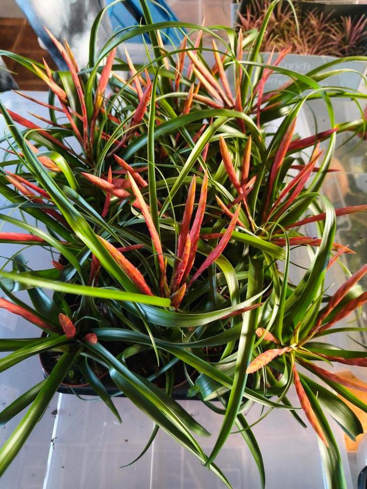 Différentes plantes exotiques rares Paludarium/ Terrarium, Animaux & Accessoires, Reptiles & Amphibiens | Accessoires