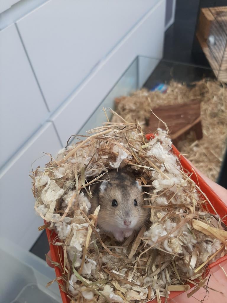 Russische dwerghamster vrouwtje, Dieren en Toebehoren, Knaagdieren, Hamster, Maart, Vrouwelijk, Tam