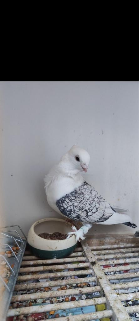 Satijnen duiven, Antiek en Kunst, Antiek | Overige Antiek, Ophalen