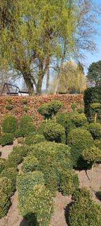 Buxus, Ophalen, Buxus, Minder dan 100 cm