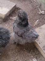 Broedeieren usa zijdehoen, Geslacht onbekend, Kip