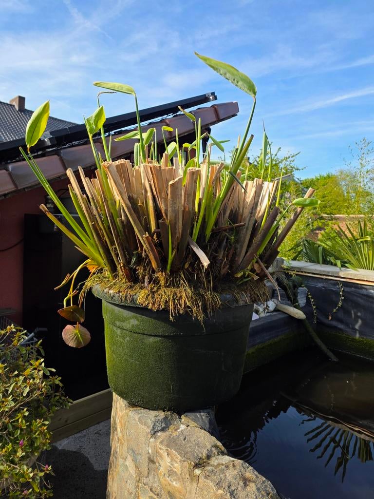 Plante d'étang Thalia xxl, Enlèvement