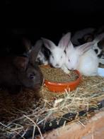 Nest vleeskonijnen, Dieren en Toebehoren, Konijnen, Meerdere dieren, Groot, 0 tot 2 jaar