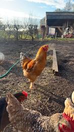 2 haantjes, Mâle, Poule ou poulet