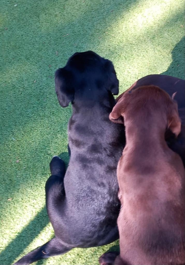 Labrador retriever puppy's, Animaux & Accessoires, Chiens | Retrievers, Épagneuls & Chiens d'eau, Chien (mâle), Labrador retriever