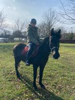 Mooie zwarte merrie, Dieren en Toebehoren, Merrie