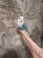 Tamme dwerg  papegaaien