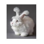 Angor konijn gezocht, Animaux & Accessoires, Lapins, Femelle, 0 à 2 ans