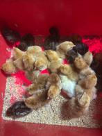 Kuikentjes, Dieren en Toebehoren