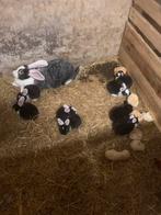 Vlaamse reuzen, Dieren en Toebehoren, Konijnen, Meerdere dieren, Groot, 0 tot 2 jaar
