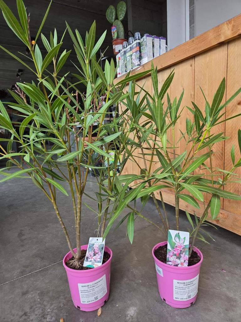 Nerium Oleander, Ophalen
