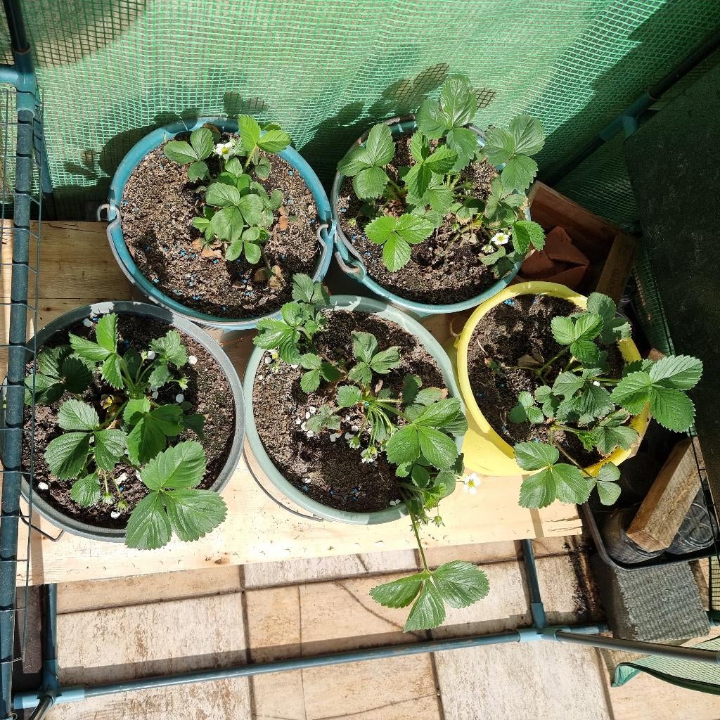 Aarbeien struiken in emmer, 5€/st, 20€ alle vijf samen, Enlèvement, Plante fixe, Plantes fruitières