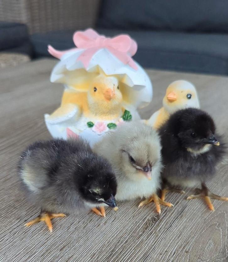 Kuikens gekleurde eieren easter eggers olijfleggers kippen, Animaux & Accessoires, Volatiles, Poule ou poulet