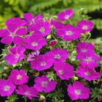 Geranium Sanguineum 'Max Frei', 'Striatum' en andere, Jardin & Terrasse, Plantes | Jardin, Autres espèces, Plein soleil, Été, Enlèvement
