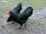 Jonge australorp, Dieren en Toebehoren, Pluimvee