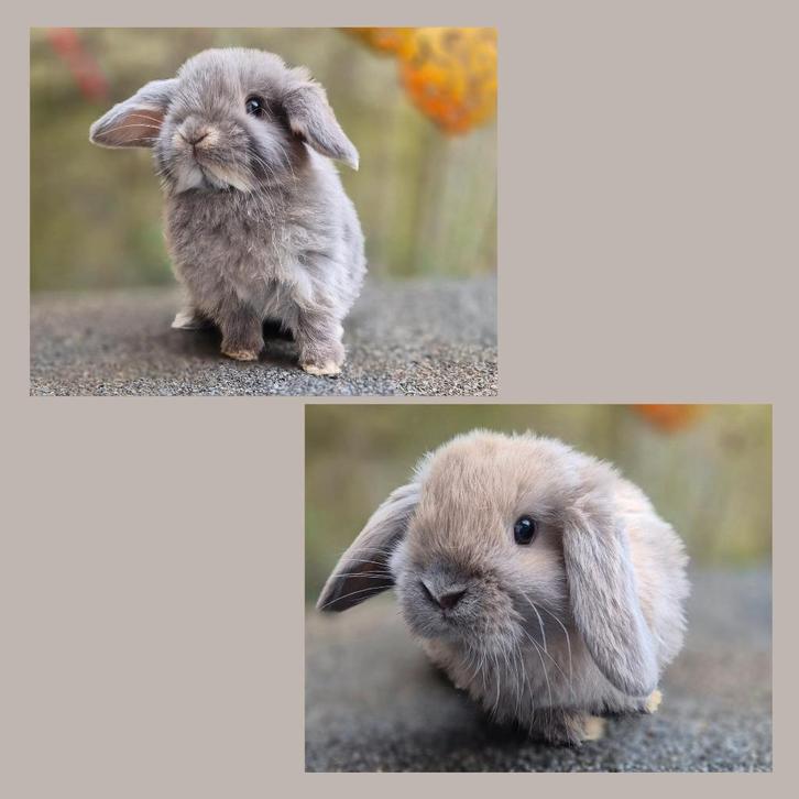 NHD x MINILOP KOPPELTJE, Dieren en Toebehoren, Konijnen, Dwerg, Meerdere dieren, 0 tot 2 jaar, Hangoor