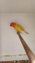 Pastelino fischeri pop, Dieren en Toebehoren