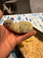 agapornis, Dieren en Toebehoren, Tam