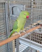 Perruche à collier eam, Animaux & Accessoires, Femelle, Perruche
