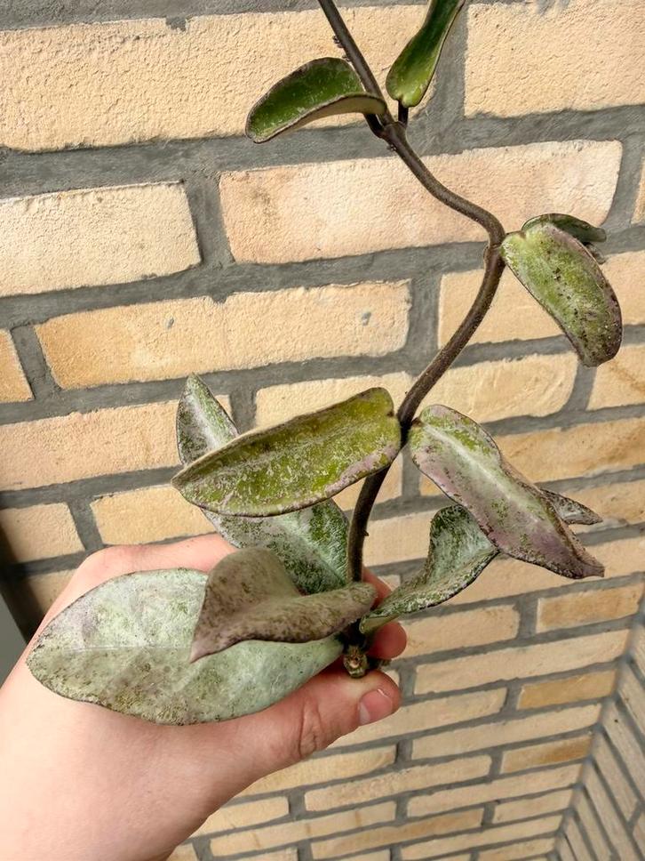 Hoya argentea princess reverted stek, Huis en Inrichting, Kamerplanten, Ophalen of Verzenden