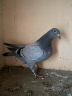 Jeune pigeon voyageur, Pigeon voyageur