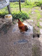 Rosse haan, Dieren en Toebehoren, Mei, Mannelijk