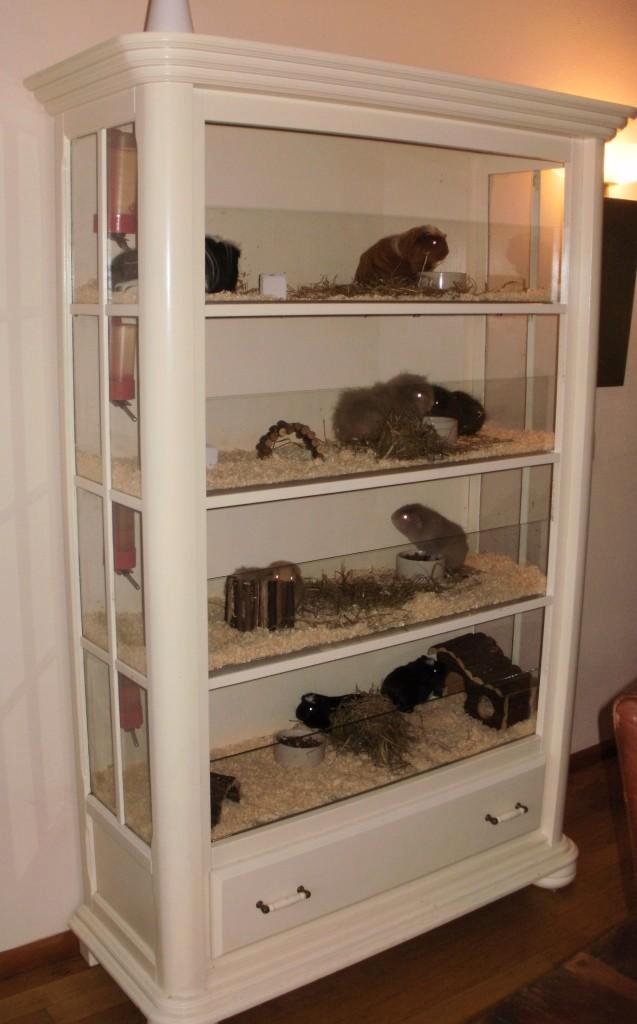 Caviakast / Caviaflat, Animaux & Accessoires, Rongeurs & Lapins | Cages & Clapiers, Cobaye, Enlèvement