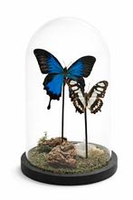 Exclusieve Glazen Stolp met Blauwe Morpho Vlinder –, Verzamelen, Ophalen of Verzenden